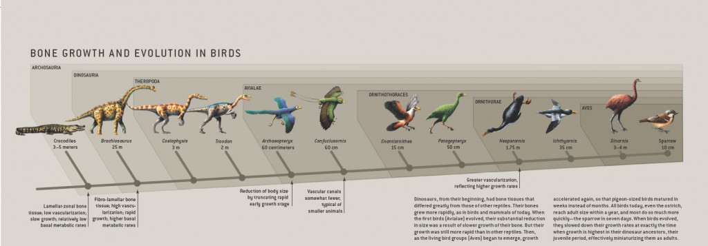 پیشتر تصور می‌شد که دایناسورها با یک جهش تکاملی به پرنده‌ها تبدیل شدند. ولی اکنون مشخص شده که فرایند تکامل خیلی تدریجی بوده است.