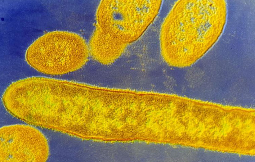 باکتری‌های بدن ما دائما با هم می‌جنگند
