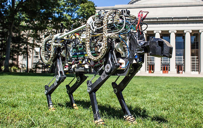 ربات چیتا دانشمندان دانشگاه MIT معمولا دست به تحقیقات عجیب وغریبی میزنند. این ربات چیتا هم یکی از نمونههای اینجور تحقیقات است که هدف از ساخت آن تولید رباتی با سرعت و قدرت پرش یک چیتا بوده. این اختراع بهنوبهی خود دستاورد بزرگی در علم مهندسی مکانیک است. البته باید گفت ربات چیتا تنها میتواند حدود پانزده دقیقه بدود در حالیکه چیتای واقعی بهنوعی قهرمان دوی استقامت هم هست!