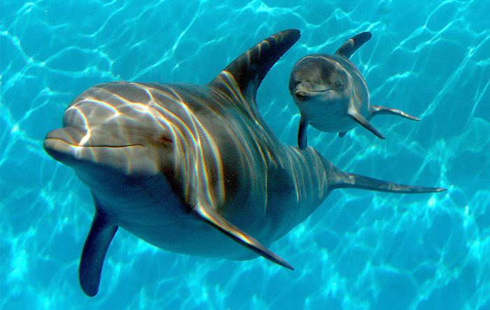 کودک‌کشی در بین بسیاری از گونه‌های نخستی‌سانان و همچنین دلفین‌ها رایج است.