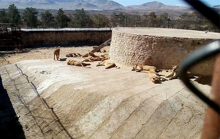 باغ‌وحش شیراز، جایگاه شیرها، عکاس حسام کردستانی